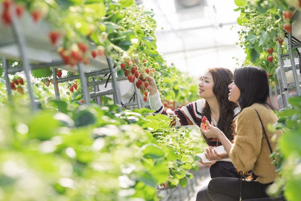 【出雲・松江・米子発】春らんまん!岡山随一の桜名所「津山城・鶴山公園」といちご狩り食べ放題 日帰り3